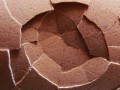 close up of a cracked egg shell