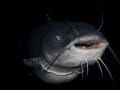 Dioxins in U.S. Farm-Raised Catfish