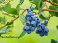 blueberries on a bush