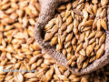 hulled barley